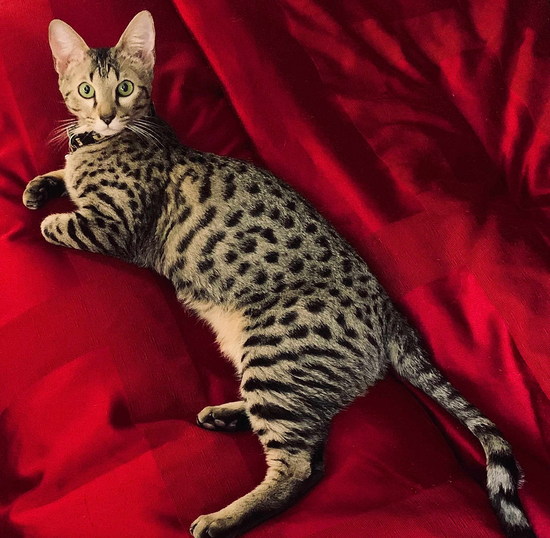 Waka Waka joined the competition — help win amazing prizes! cat, spotted_cat, green_eyes, red_blanket, lying_down, pet, animal, feline, domestic_cat, relaxed, indoor, fur, whiskers, tail, alert, cute, striped, collar, resting, soft_texture