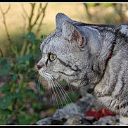 Margotte a rejoint le concours — aidez-le/la à gagner de superbes lots ! animal, blurred_background, cat, close_up, collar, daylight, focused, fur, gray_tabby, green_eyes, leaf, mammal, nature, outdoor, pet, portrait, rock, side_profile, whiskers, wildlife