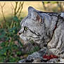 animal, blurred_background, cat, close_up, collar, daylight, focused, fur, gray_tabby, green_eyes, leaf, mammal, nature, outdoor, pet, portrait, rock, side_profile, whiskers, wildlife