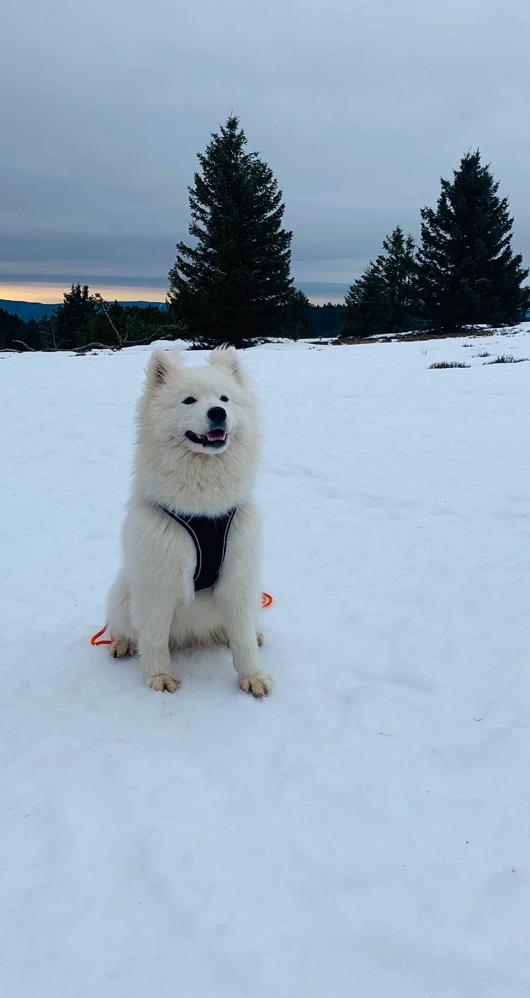 Raven participe au concours pour gagner de l'argent avec cette photo : american_eskimo_dog, carnivore, cloud, companion_dog, dog, dog_breed, freezing, fur, glacial_landform, ice_cap, indian_spitz, polar_ice_cap, sky, snow, spitz, tail, tree, volpino_italiano, winter, working_animal