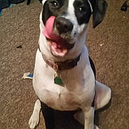 Oreo joined the competition — help win amazing prizes! black_and_white_dog, black_fur, canine, carpet, collar, couch, dog, floppy_ears, front_view, happy, home, indoors, living_room, pet, pet_tag, playful, portrait, sitting, tongue_out, white_fur
