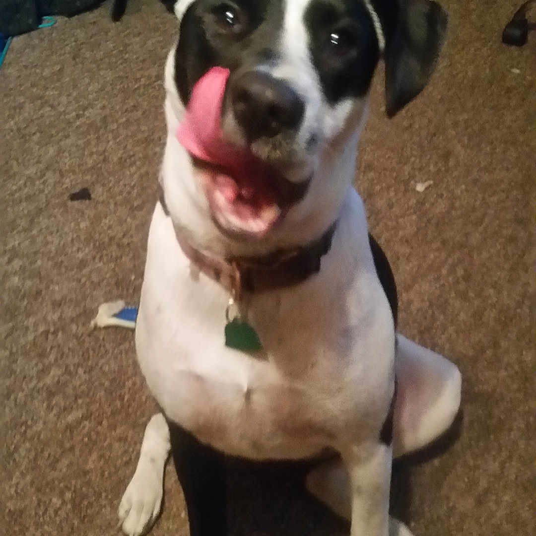 Oreo