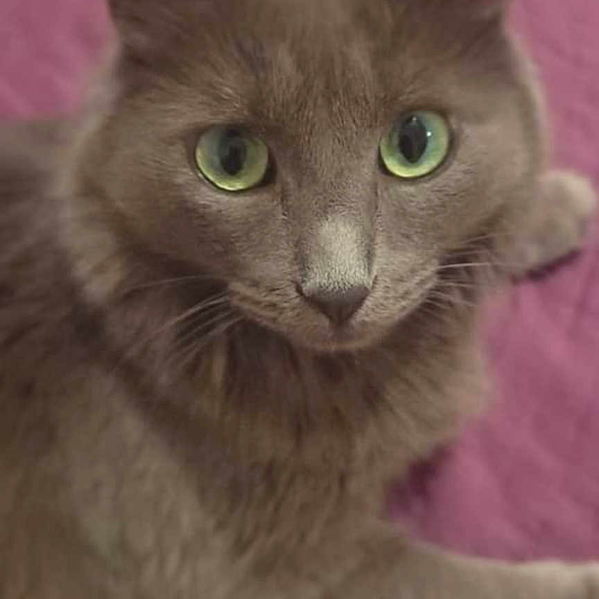 Lola participe au concours pour gagner de l'argent avec cette photo : animal, calm, cat, close_up, cute, domestic_cat, ears, feline, fur, gray_cat, green_eyes, indoor, looking_at_camera, lying_down, mammal, pet, portrait, purple_background, relaxed, whiskers