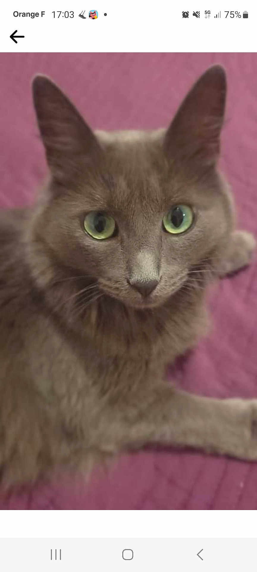Lola participe au concours pour gagner de l'argent avec cette photo : cat, gray_cat, green_eyes, pet, animal, feline, close_up, lying_down, indoor, purple_background, fur, whiskers, ears, cute, domestic_cat, looking_at_camera, portrait, calm, relaxed, mammal
