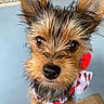 Biddy joined the competition — help win amazing prizes! dog, close_up, cute, small_dog, scruffy, ears, face, eyes, nose, fur, pet, animal, bow, red, white, curious, portrait, indoor, background, adorable