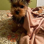 Biddy is registered to the contest to win money with this photo: dog, small_dog, blanket, bed, indoor, pet, cute, fur, ears, curious, cozy, quilt, decor, wall_art, window_blinds, animal, mammal, portrait, companion, domestic