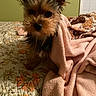dog, small_dog, blanket, bed, indoor, pet, cute, fur, ears, curious, cozy, quilt, decor, wall_art, window_blinds, animal, mammal, portrait, companion, domestic