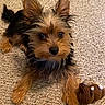 Biddy joined the competition — help win amazing prizes! dog, puppy, small_dog, carpet, toy, knitted_toy, pet, cute, fur, ears, brown, black, indoor, laying_down, looking_up, animal, companion, playful, floor, adorable