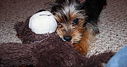 Biddy joined the competition — help win amazing prizes! puppy, dog, toy, stuffed_animal, carpet, cute, pet, playful, brown, black, fur, ears, floor, indoor, animal, young, small, adorable, snout, nose