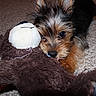 puppy, dog, toy, stuffed_animal, carpet, cute, pet, playful, brown, black, fur, ears, floor, indoor, animal, young, small, adorable, snout, nose