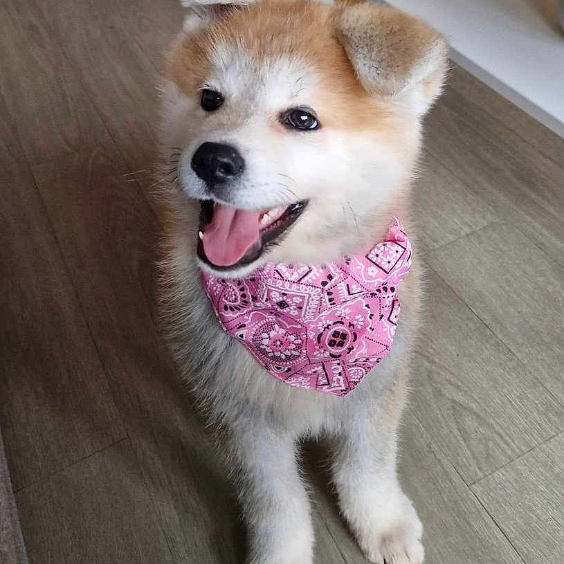 Nala participe au concours pour gagner de l'argent avec cette photo : accessories, animal, bandana, canine, clothing, cockerspaniel, costume, dog, eskimodog, formalwear, goldenretriever, headband, husky, leash, person, pet, puppy, strap, whitedog, wood