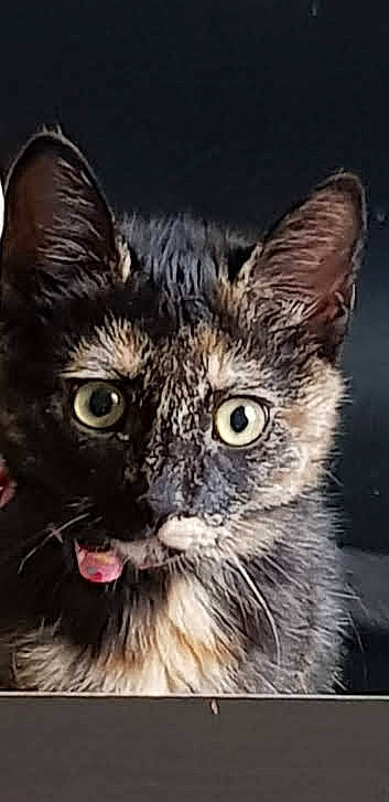 Cayenne participe au concours pour gagner de l'argent avec cette photo : carnivore, cat, domestic_short_haired_cat, felidae, fur, small_to_medium_sized_cats, snout, terrestrial_animal, whiskers, wildlife