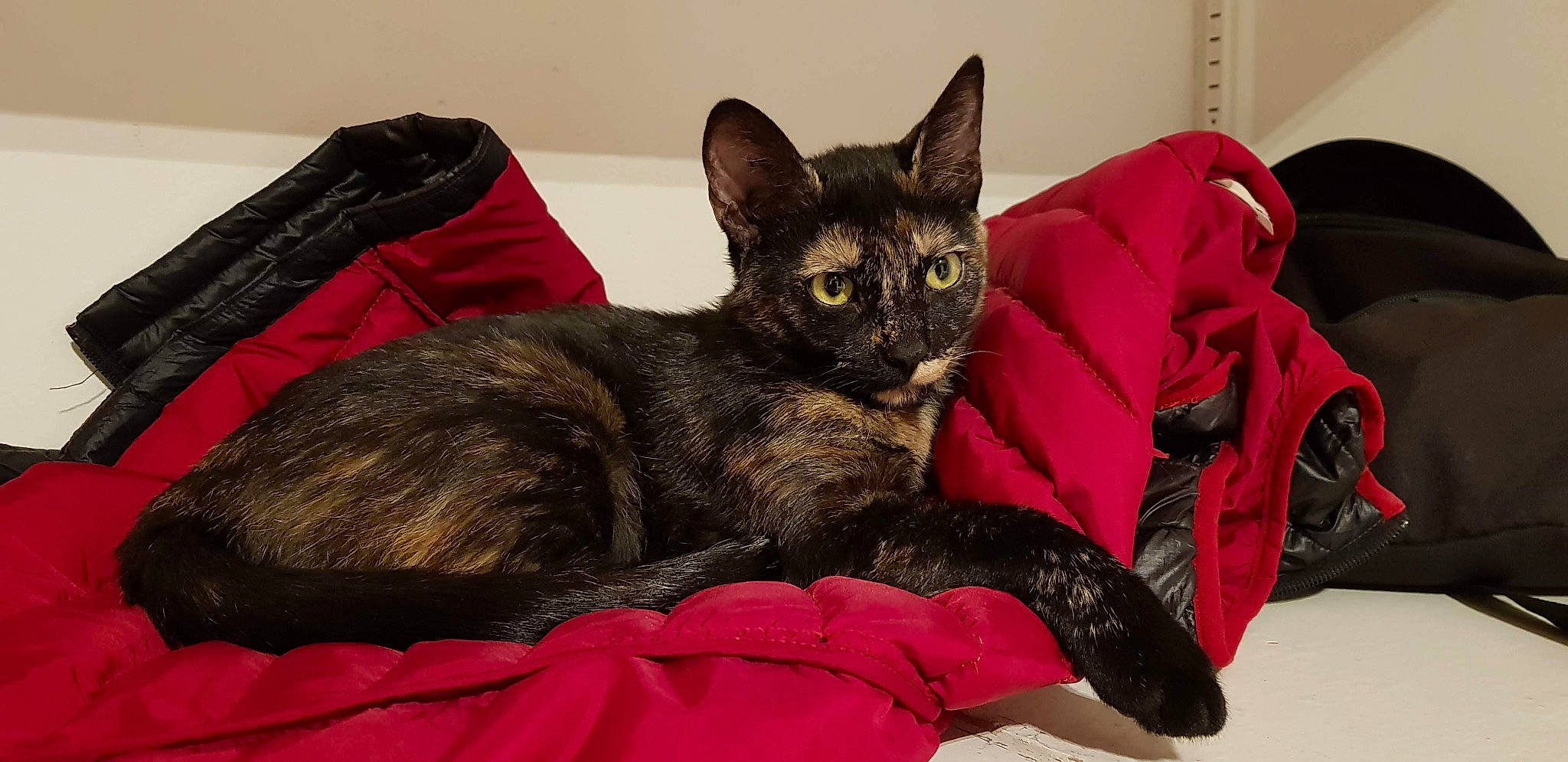 Cayenne a rejoint le concours — aidez-le/la à gagner de superbes lots ! bed, black_cat, bombay, carmine, carnivore, cat, cat_supply, claw, comfort, domestic_short_haired_cat, felidae, fur, havana_brown, linens, nap, sitting, small_to_medium_sized_cats, snout, tail, whiskers