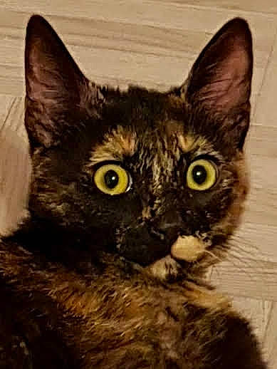 Cayenne participe au concours pour gagner de l'argent avec cette photo : art, black_cat, carnivore, cat, domestic_short_haired_cat, felidae, fur, illustration, iris, paint, painting, small_to_medium_sized_cats, snout, terrestrial_animal, visual_arts, whiskers