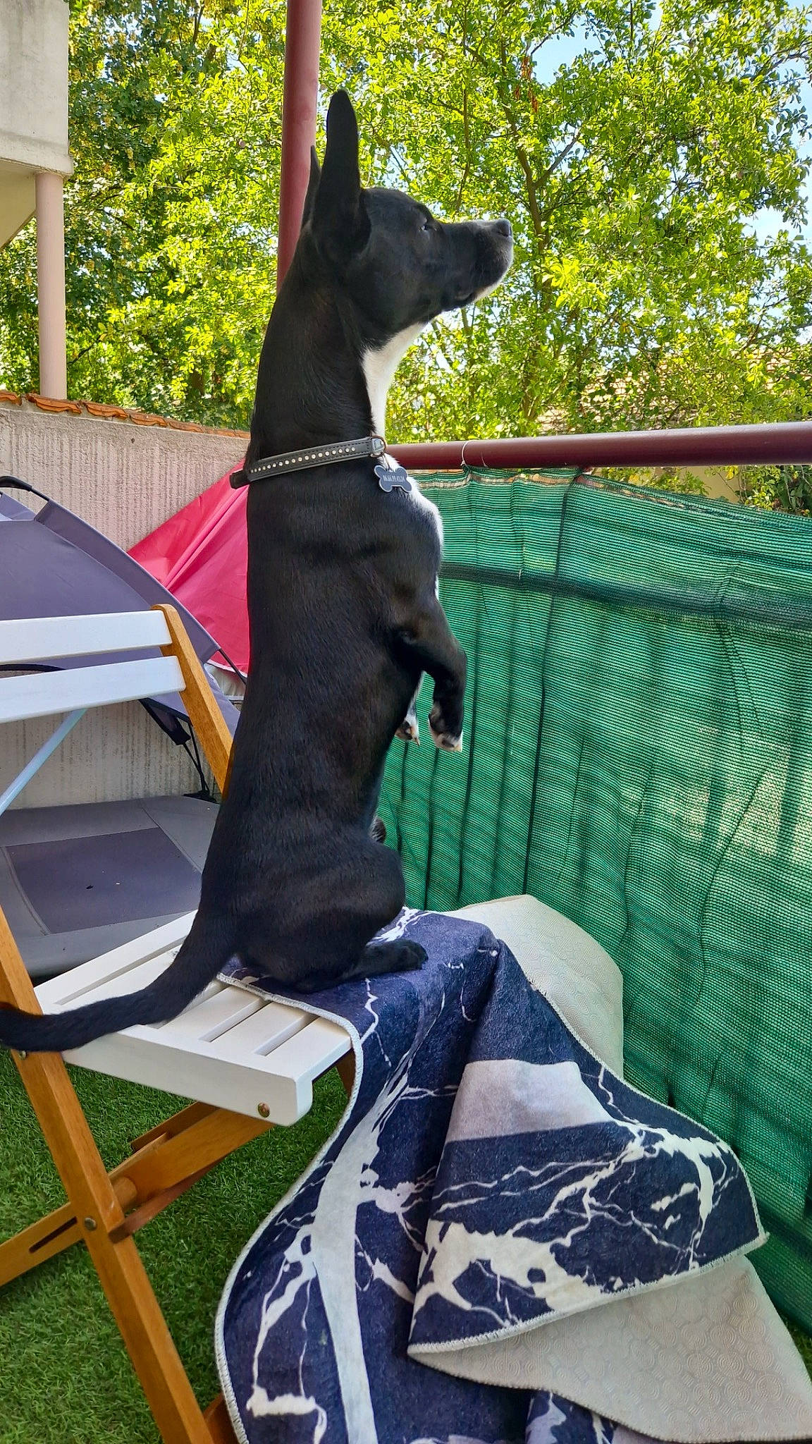 Snoopy participe au concours pour gagner de l'argent avec cette photo : canidae, carnivore, chair, collar, companion_dog, dog, dog_breed, dog_collar, dog_supply, fawn, grass, leisure, mammal, outdoor_furniture, pet_supply, plant, shade, sporting_group, tree, working_animal