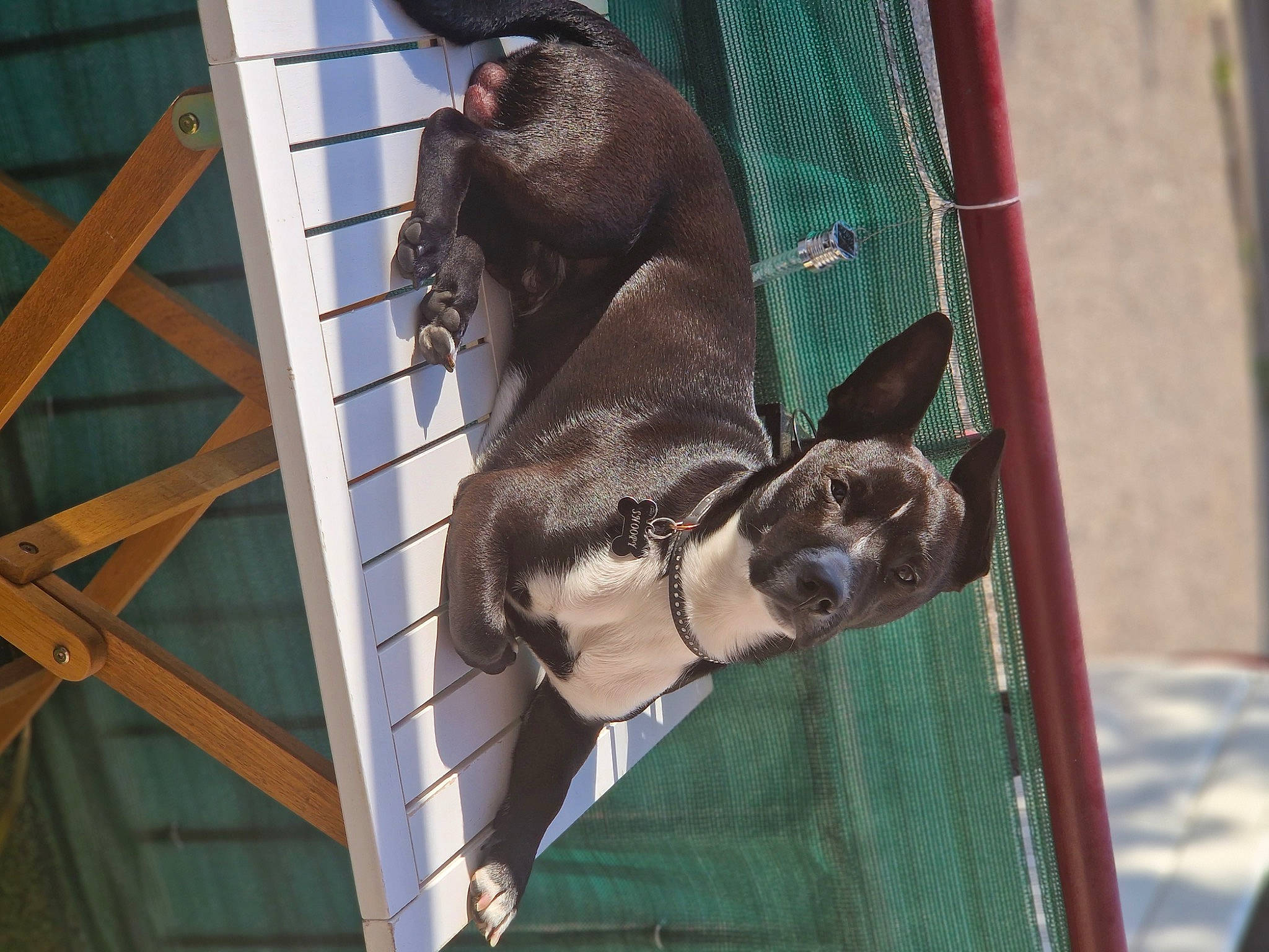 Snoopy participe au concours pour gagner de l'argent avec cette photo : animal_shelter, cage, canidae, carnivore, companion_dog, dog, dog_breed, dog_supply, fawn, liver, mammal, pet_supply, recreation, snout, sporting_group, terrestrial_animal, wood, working_animal, zoo