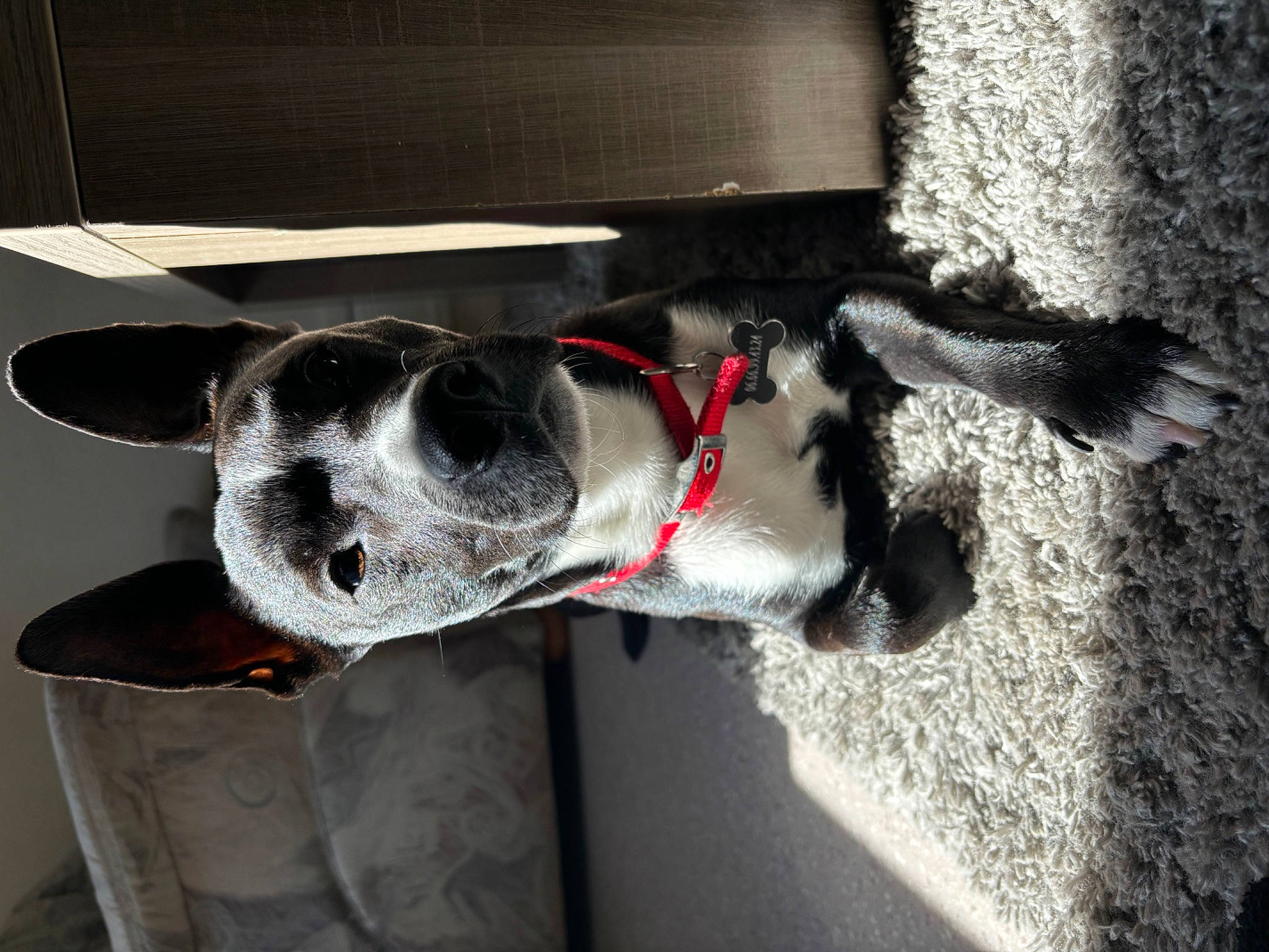 Snoopy a rejoint le concours — aidez-le/la à gagner de superbes lots ! canidae, carmine, carnivore, collar, companion_dog, dog, dog_breed, dog_collar, dog_supply, door, fawn, fur, grey, leash, pet_supply, snout, sporting_group, tail, whiskers, working_animal