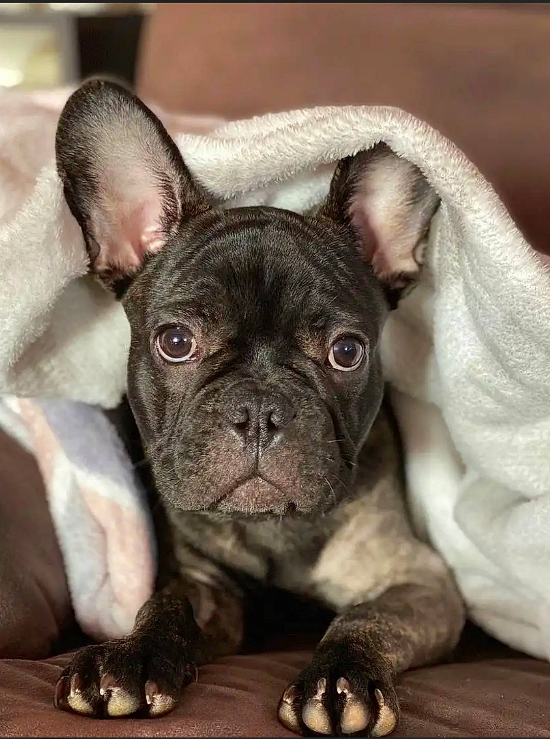 Rio participe au concours pour gagner de l'argent avec cette photo : bulldog, canidae, carnivore, comfort, companion_dog, dog, dog_breed, ear, fawn, french_bulldog, non_sporting_group, photography, pug, snout, terrestrial_animal, toy_dog, whiskers, working_animal, wrinkle