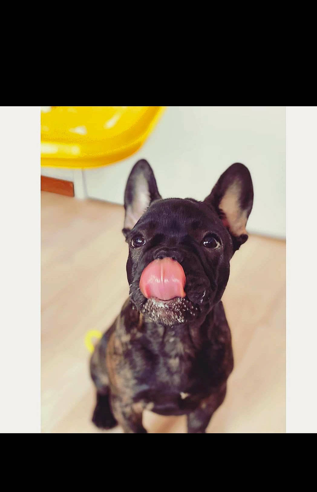 Rio a rejoint le concours — aidez-le/la à gagner de superbes lots ! bulldog, canidae, carnivore, companion_dog, dog, dog_breed, ear, fawn, french_bulldog, fur, magenta, molosser, pug, sculpture, snout, sporting_group, terrestrial_animal, toy_dog, whiskers, working_animal