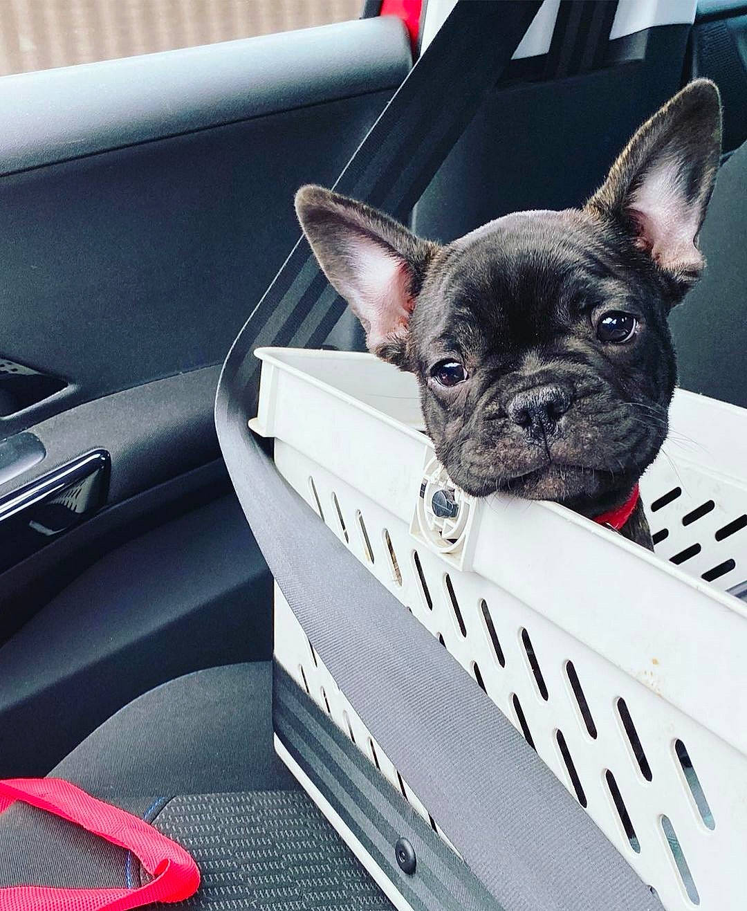 Rio participe au concours pour gagner de l'argent avec cette photo : automotive_design, automotive_exterior, automotive_mirror, canidae, car, carnivore, companion_dog, dog, dog_breed, fawn, hood, personal_luxury_car, snout, steering_wheel, toy_dog, vehicle, vehicle_door, whiskers, windshield, working_animal