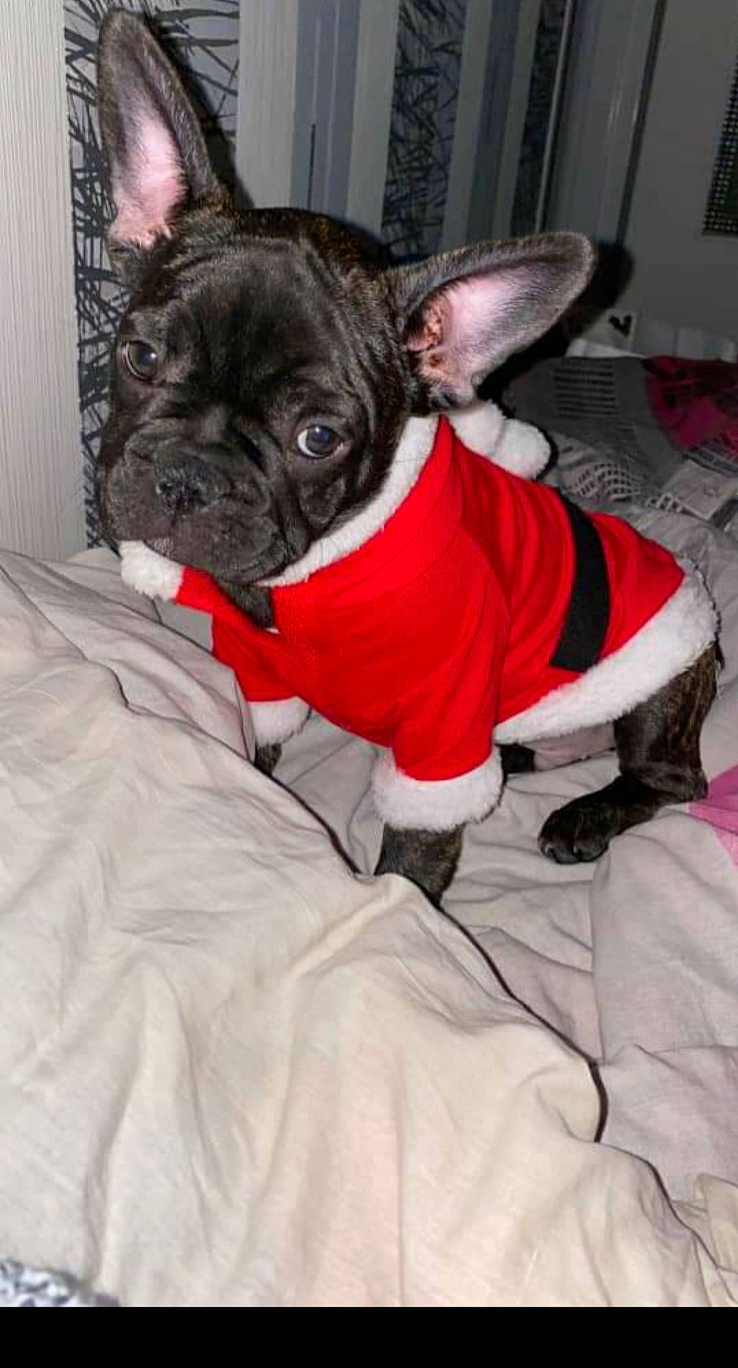 Rio participe au concours pour gagner de l'argent avec cette photo : canidae, carnivore, comfort, companion_dog, dog, dog_breed, dog_clothes, dog_supply, ear, fawn, felidae, grey, mammal, snout, sporting_group, toy_dog, vertebrate, whiskers, working_animal, wrinkle