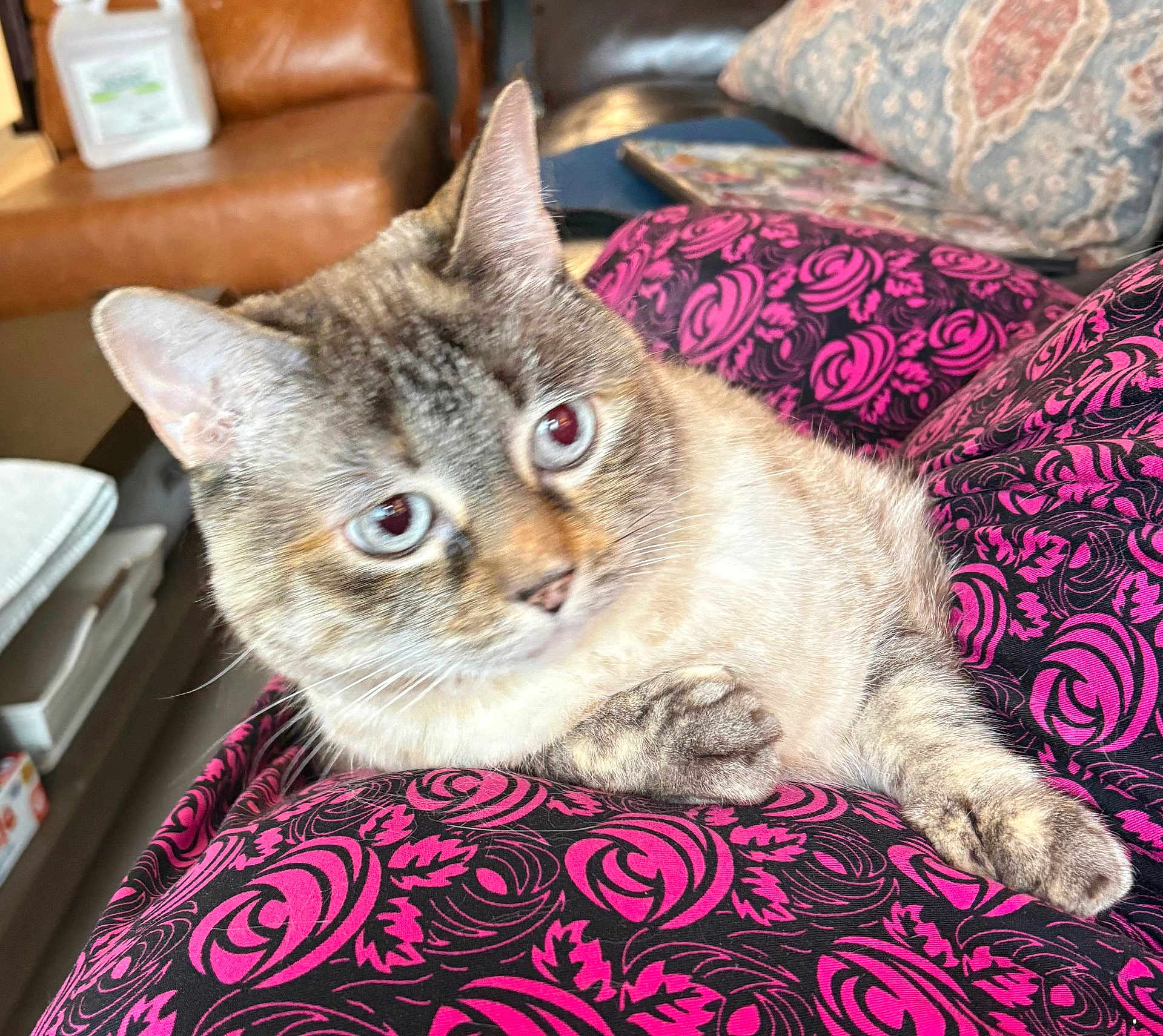 Trixie joined the competition — help win amazing prizes! cat, feline, pet, blue_eyes, tabby, whiskers, paw, fur, close_up, portrait, pink_pattern, fabric, sofa, couch, living_room, home, ear, relaxed, cute, domestic_cat
