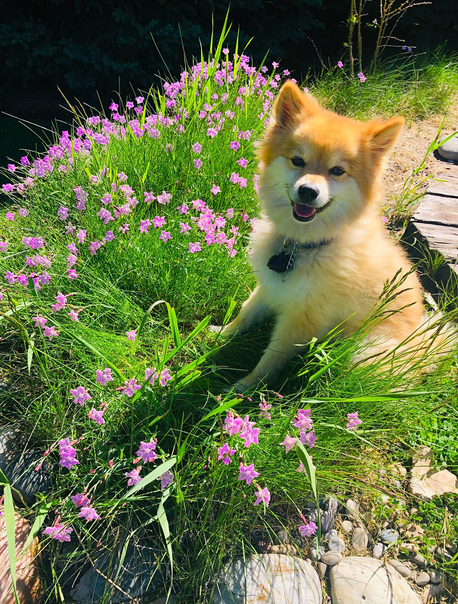 Koda joined the competition — help win amazing prizes! akita, akita_inu, canidae, carnivore, dog, dog_breed, fawn, flower, icelandic_sheepdog, mammal, plant, puppy, shiba_inu, spitz, spring, vertebrate, wildflower