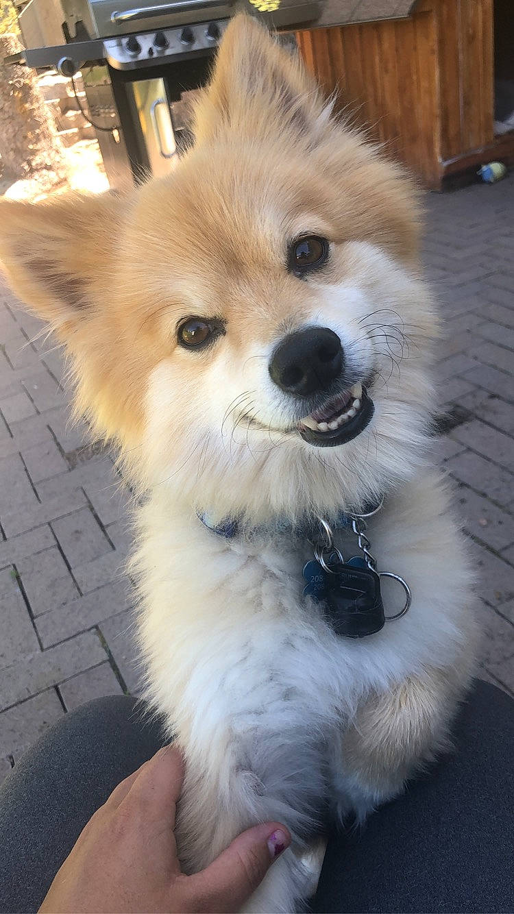 Koda joined the competition — help win amazing prizes! ancient_dog_breeds, canidae, carnivore, companion_dog, dog, dog_breed, german_spitz, german_spitz_klein, german_spitz_mittel, japanese_spitz, mammal, nose, pomeranian, puppy, rare_breed_dog, snout, spitz, vertebrate, volpino_italiano, whiskers