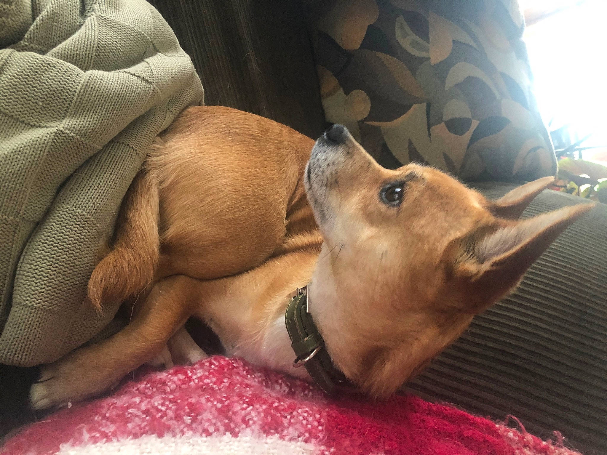 Mia is registered to the contest to win money with this photo: canidae, carnivore, companion_dog, dog, dog_breed, fawn, italian_greyhound, lurcher, mammal, nap, puppy, snout, sporting_group, vertebrate