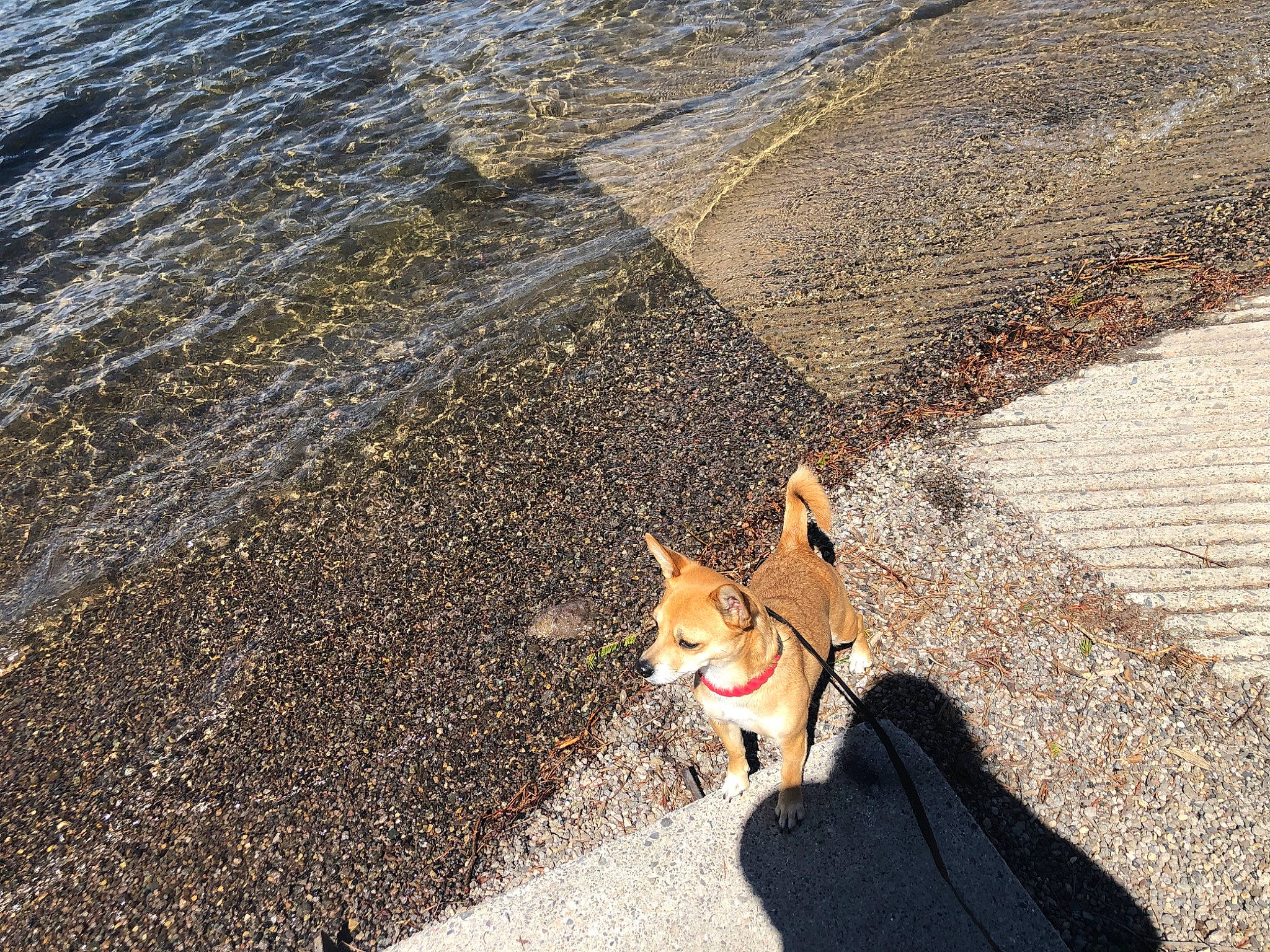 Mia joined the competition — help win amazing prizes! asphalt, canidae, carnivore, dog, dog_breed, fawn, leash, non_sporting_group, norwegian_lundehund, pembroke_welsh_corgi, road, road_surface, shiba_inu, sidewalk, tail