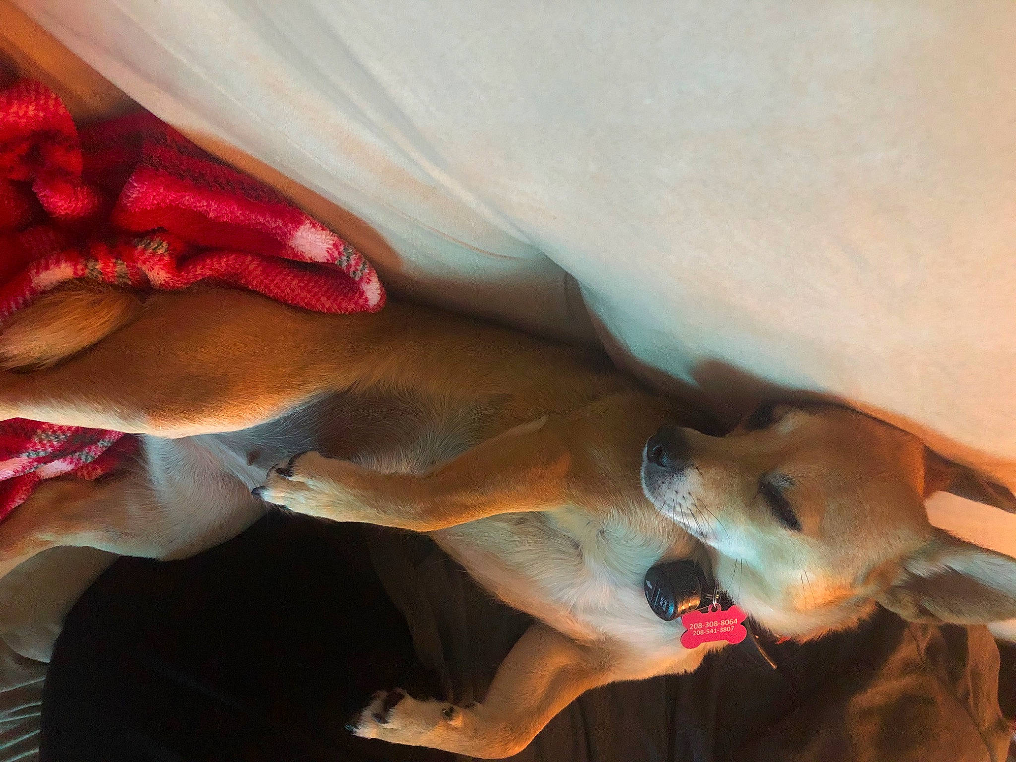 Mia is registered to the contest to win money with this photo: canidae, carnivore, fawn, jaw, mouth, snout