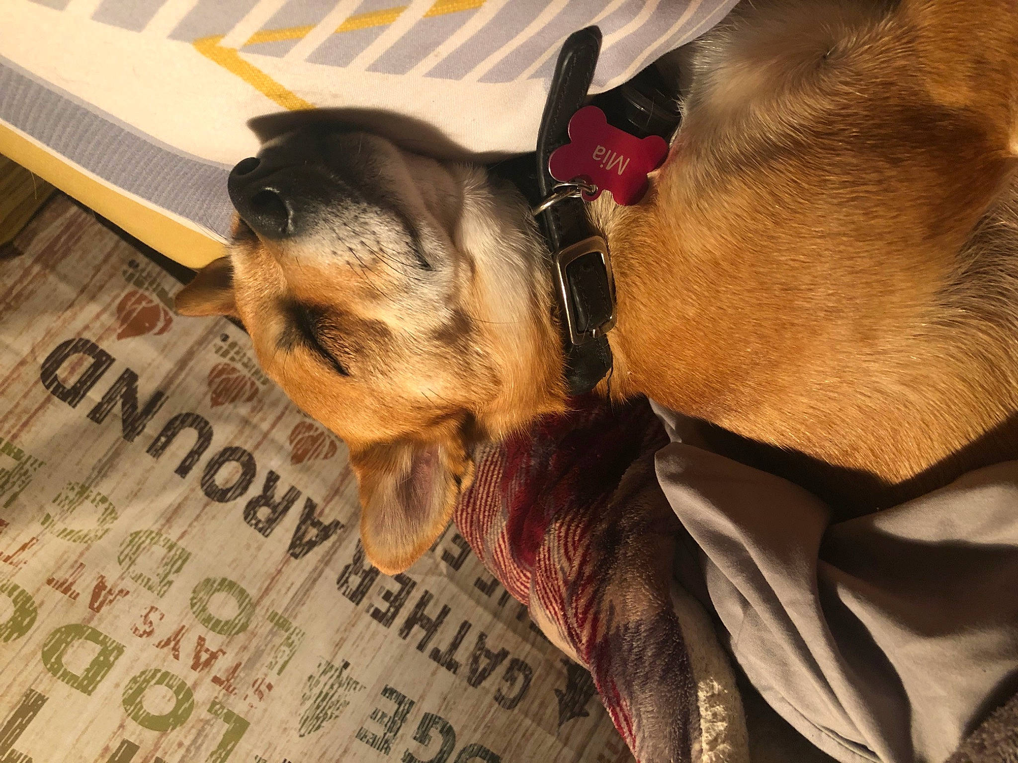 Mia joined the competition — help win amazing prizes! border_terrier, canidae, carnivore, companion_dog, dachshund, dog, dog_breed, ear, fawn, nap, puggle, puppy, puppy_love, snout, toy_dog