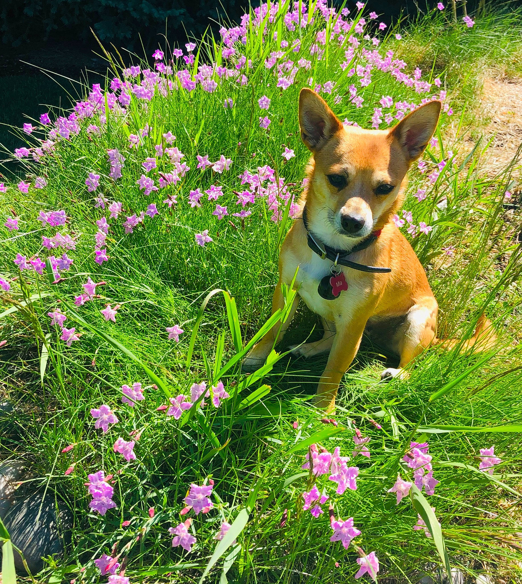 Mia joined the competition — help win amazing prizes! canidae, carnivore, companion_dog, daisy_family, dog, dog_breed, fawn, feist, flower, flowering_plant, grass, mammal, meadow, norwegian_lundehund, plant, shrub, spring, vertebrate, wildflower