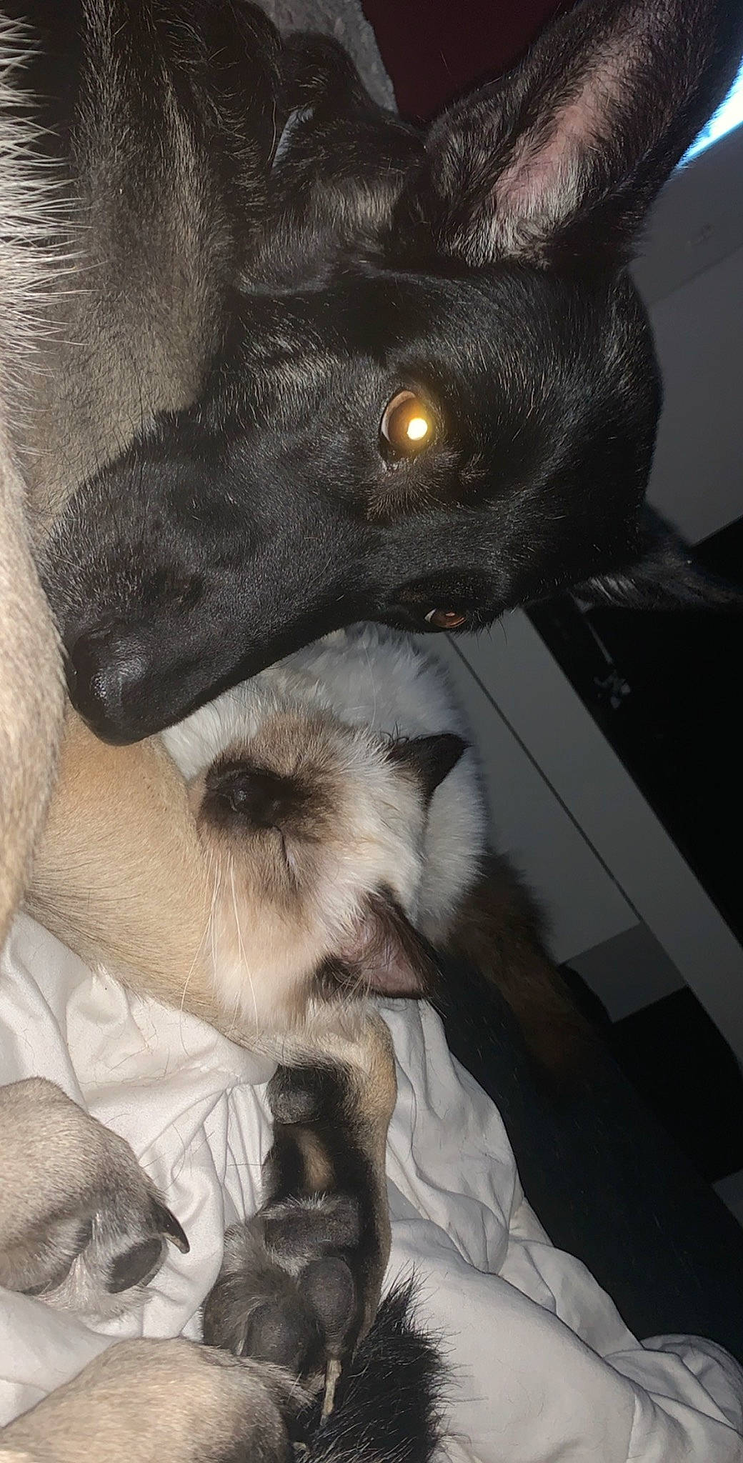 Pikatchu a rejoint le concours — aidez-le/la à gagner de superbes lots ! canidae, carnivore, cat, claw, dog_breed, ear, felidae, small_to_medium_sized_cats, snout, thai, whiskers