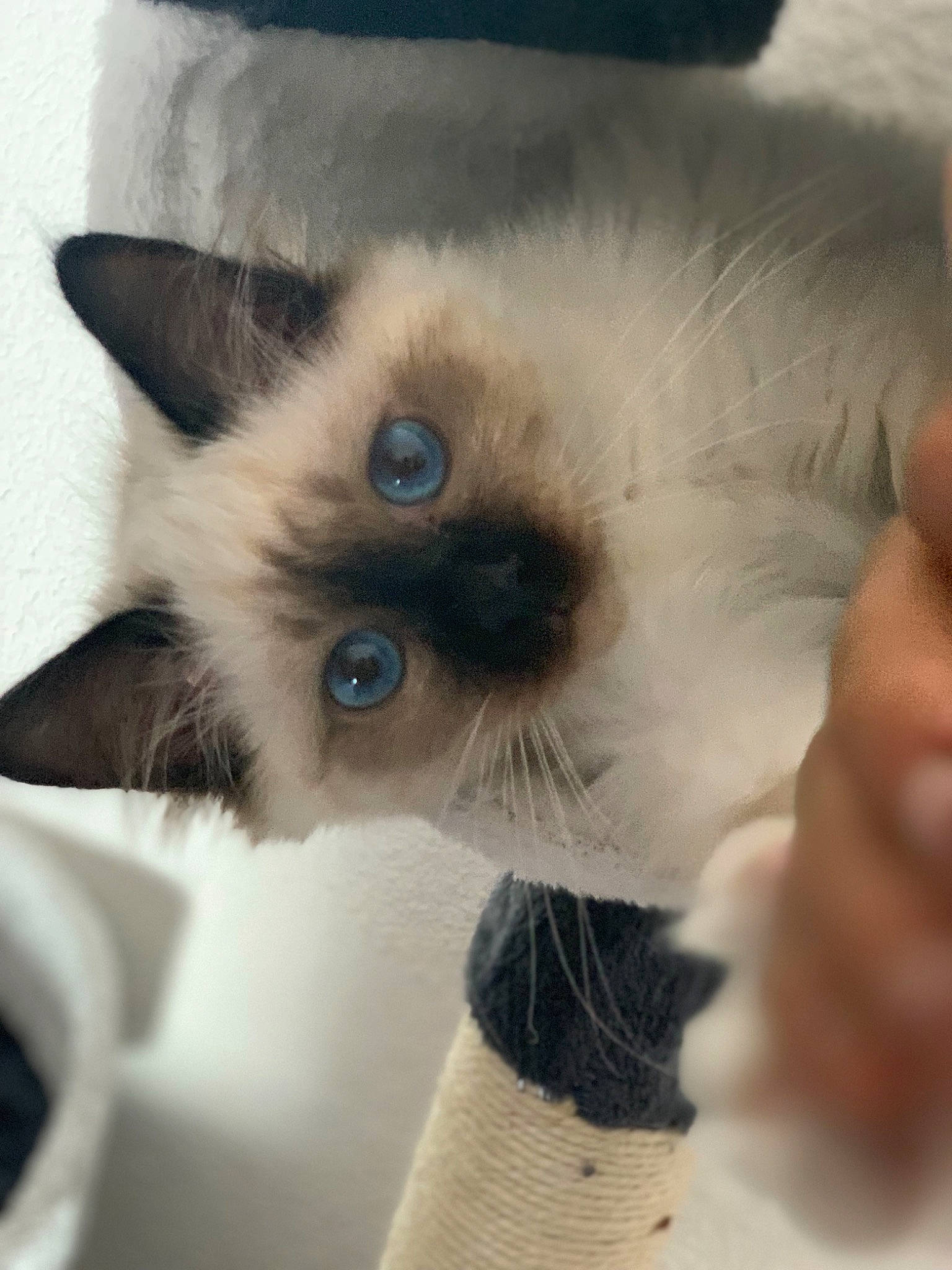 Pikatchu participe au concours pour gagner de l'argent avec cette photo : balinese, birman, carnivore, cat, eye, felidae, himalayan, iris, kitten, mammal, nose, ragdoll, siamese, skin, small_to_medium_sized_cats, snout, snowshoe, thai, tonkinese, whiskers