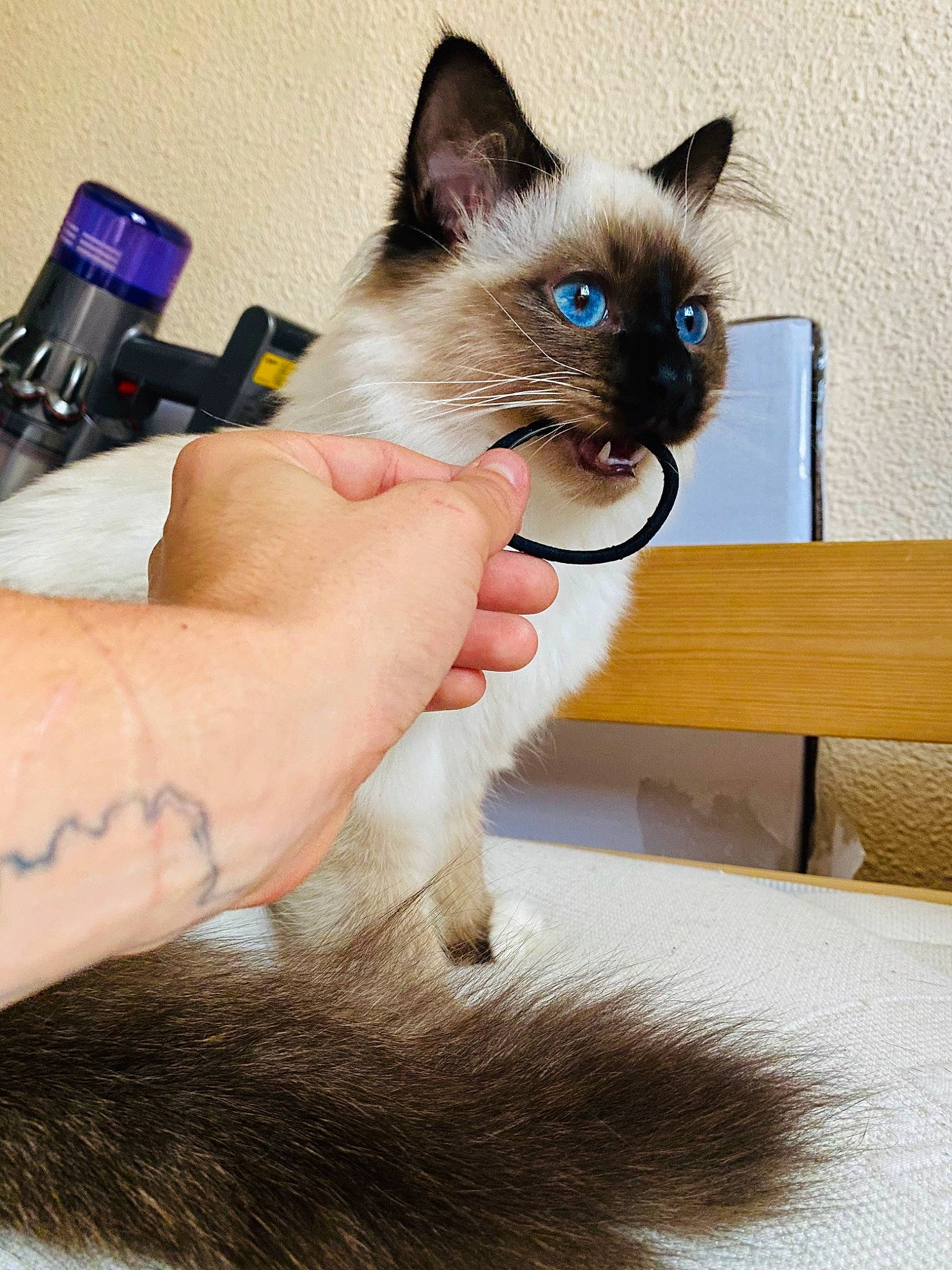 Pikatchu a rejoint le concours — aidez-le/la à gagner de superbes lots ! balinese, birman, carnivore, cat, ear, eye, fawn, felidae, himalayan, iris, javanese, kitten, mammal, ragdoll, siamese, small_to_medium_sized_cats, snowshoe, thai, tonkinese, whiskers