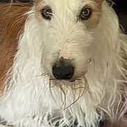 Reg is registered to the contest to win money with this photo: dog, close_up, white_fur, brown_fur, scruffy, wet_nose, pet, animal, curious, fluffy, face, portrait, indoor, furry, cute, mammal, friendly, canine, whiskers, looking