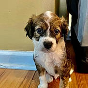 Parker joined the competition — help win amazing prizes! puppy, dog, pet, indoor, hardwood_floor, baseboard, wall, brown_and_white_fur, cute, portrait, sitting, paws, big_eyes, young_dog, small_dog, curious, domestic_animal, fur, closeup, floor
