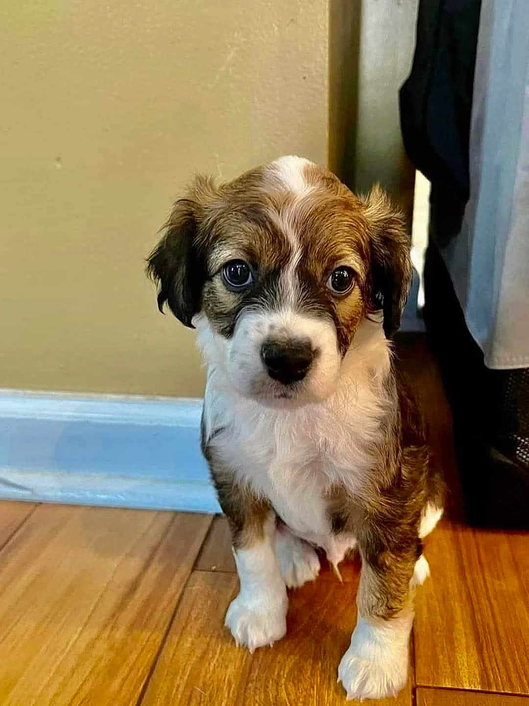 Parker joined the competition — help win amazing prizes! puppy, dog, pet, indoor, hardwood_floor, baseboard, wall, brown_and_white_fur, cute, portrait, sitting, paws, big_eyes, young_dog, small_dog, curious, domestic_animal, fur, closeup, floor