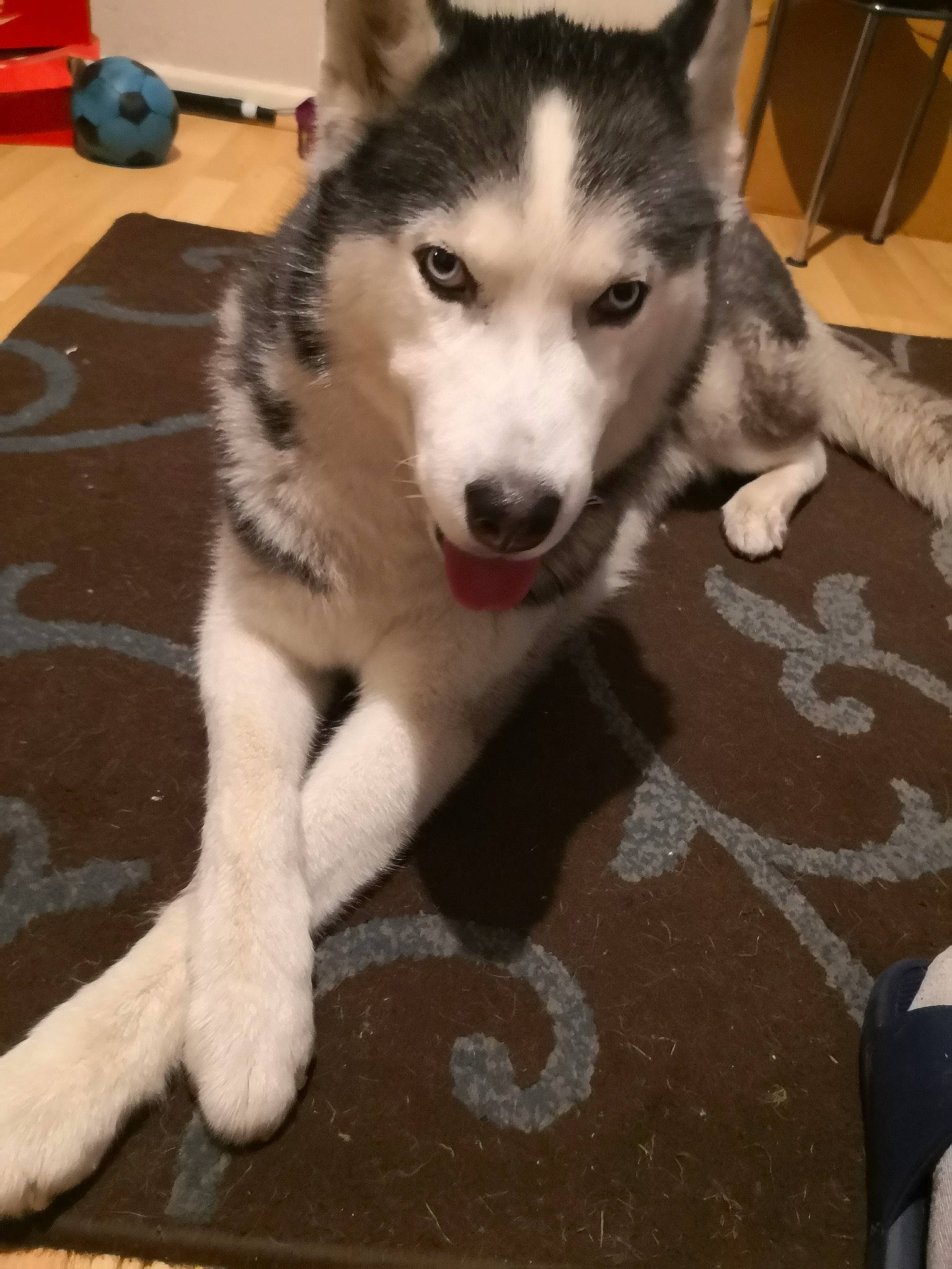 Zimba joined the competition — help win amazing prizes! ancient_dog_breeds, canidae, canis, carnivore, companion_dog, dog, dog_breed, flooring, fur, non_sporting_group, recreation, siberian_husky, sled_dog, snout, sporting_group, tail, terrestrial_animal, wildlife, working_animal, working_dog