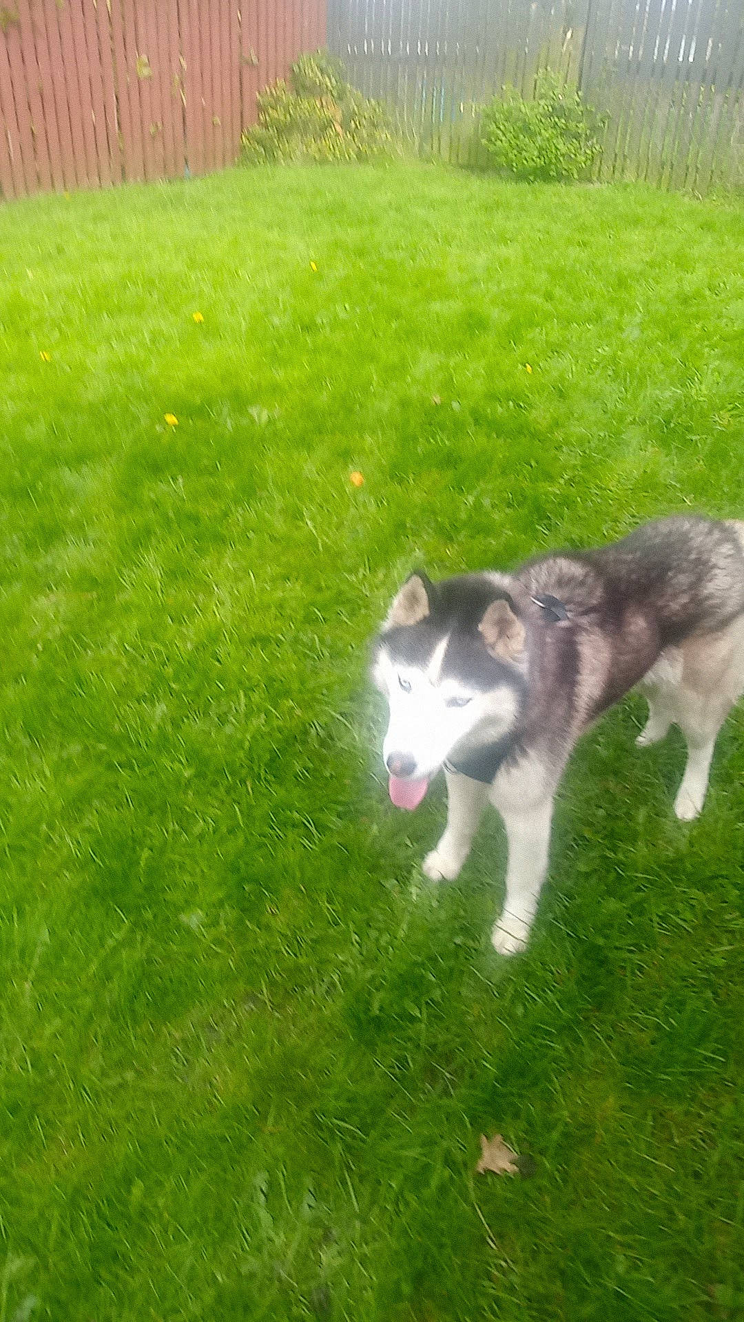 Zimba is registered to the contest to win money with this photo: canidae, carnivore, companion_dog, dog, dog_breed, grass, grassland, groundcover, plant, siberian_husky, sled_dog, sporting_group, tail, terrestrial_animal, working_dog, yard