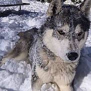 King is registered to the contest to win money with this photo: dog, husky, snow, outdoor, animal, winter, fur, forest, nature, canine, playful, cold, pet, paw, portrait, mammal, snowflakes, daylight, wildlife, relaxing