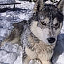 dog, husky, snow, outdoor, animal, winter, fur, forest, nature, canine, playful, cold, pet, paw, portrait, mammal, snowflakes, daylight, wildlife, relaxing