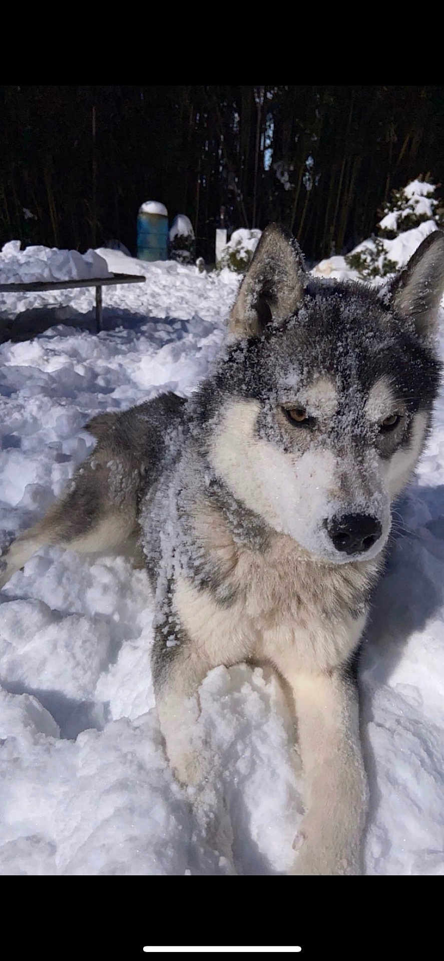 King is registered to the contest to win money with this photo: dog, husky, snow, outdoor, animal, winter, fur, forest, nature, canine, playful, cold, pet, paw, portrait, mammal, snowflakes, daylight, wildlife, relaxing