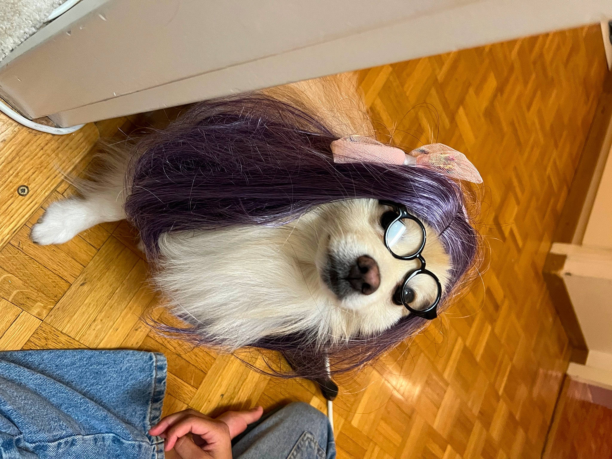 Loucky a rejoint le concours — aidez-le/la à gagner de superbes lots ! ball, canidae, carnivore, companion_dog, denim, dog_breed, fashion_accessory, fawn, felidae, flooring, fur, hardwood, snout, sporting_group, tail, toy, whiskers, wood, wood_stain, working_animal