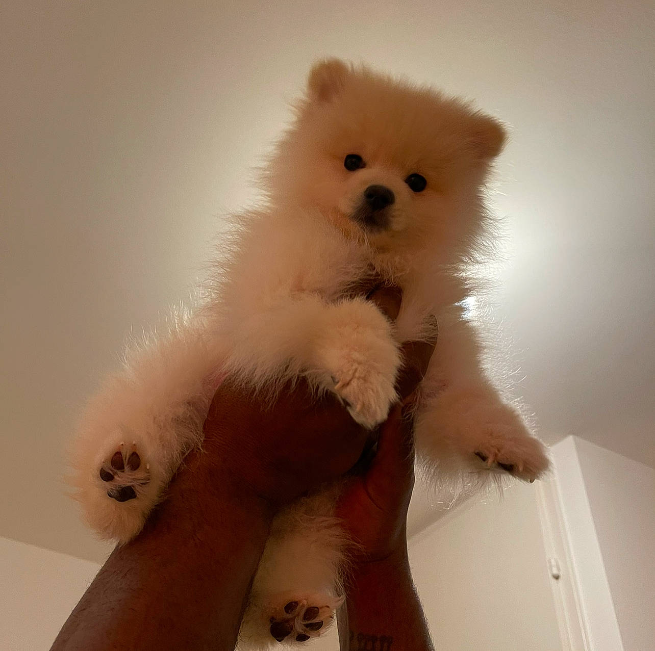 Loucky a rejoint le concours — aidez-le/la à gagner de superbes lots ! canidae, carnivore, claw, companion_dog, dog_breed, fawn, felidae, fur, head, non_sporting_group, paw, small_to_medium_sized_cats, snout, tail, terrestrial_animal, toy, whiskers