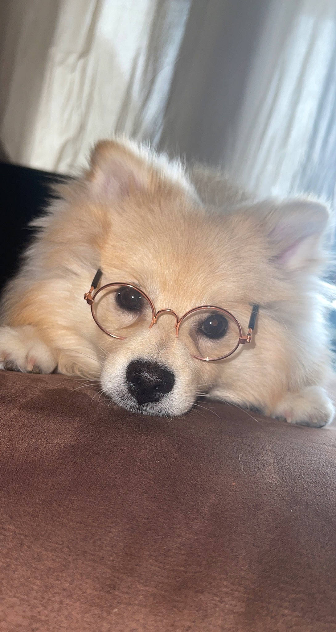 Loucky participe au concours pour gagner de l'argent avec cette photo : canidae, carnivore, chihuahua, companion_dog, corgi_chihuahua, dog, dog_breed, dog_supply, ear, eyewear, fawn, fur, glasses, non_sporting_group, snout, sporting_group, terrestrial_animal, toy_dog, whiskers, working_animal