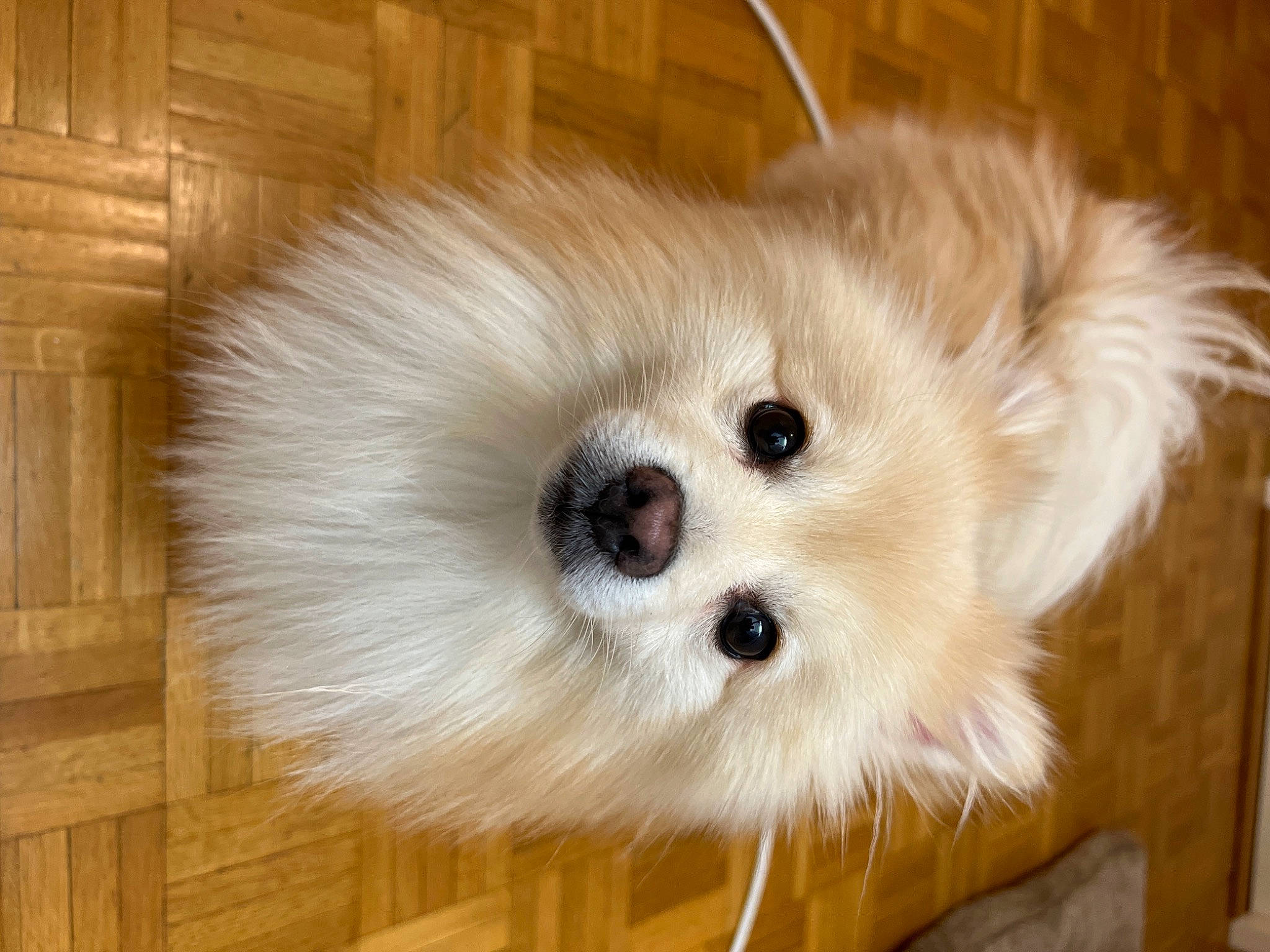 Loucky participe au concours pour gagner de l'argent avec cette photo : ancient_dog_breeds, ball, canidae, carnivore, companion_dog, dog, dog_breed, fawn, fur, german_spitz_klein, hardwood, maltepoo, non_sporting_group, snout, sporting_group, toy_dog, whiskers, wood, working_animal