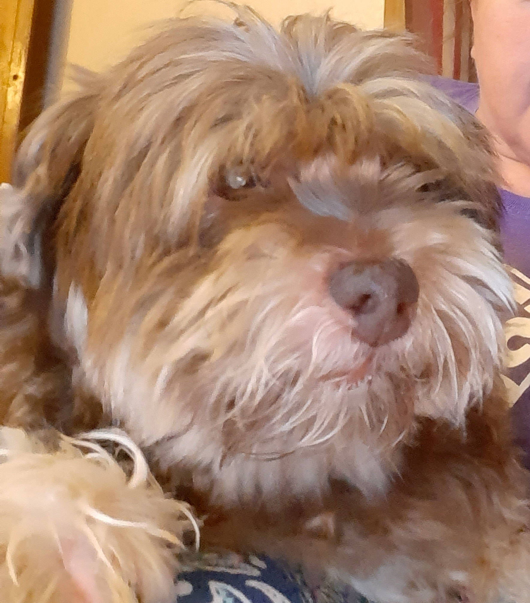 Andy is registered to the contest to win money with this photo: canidae, carnivore, companion_dog, dog, dog_breed, eye, fur, liver, maltepoo, natural_material, poodle_crossbreed, shih_poo, small_terrier, sporting_group, terrier, toy_dog, water_dog, wood, working_animal, yorkipoo