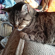 Prissy is registered to the contest to win money with this photo: animal, armrest, box, cat, closeup, clothes, clutter, couch, cozy, domestic, fur, furniture, indoor, pet, relaxed, resting, sleeping, sunlight, tabby, whiskers